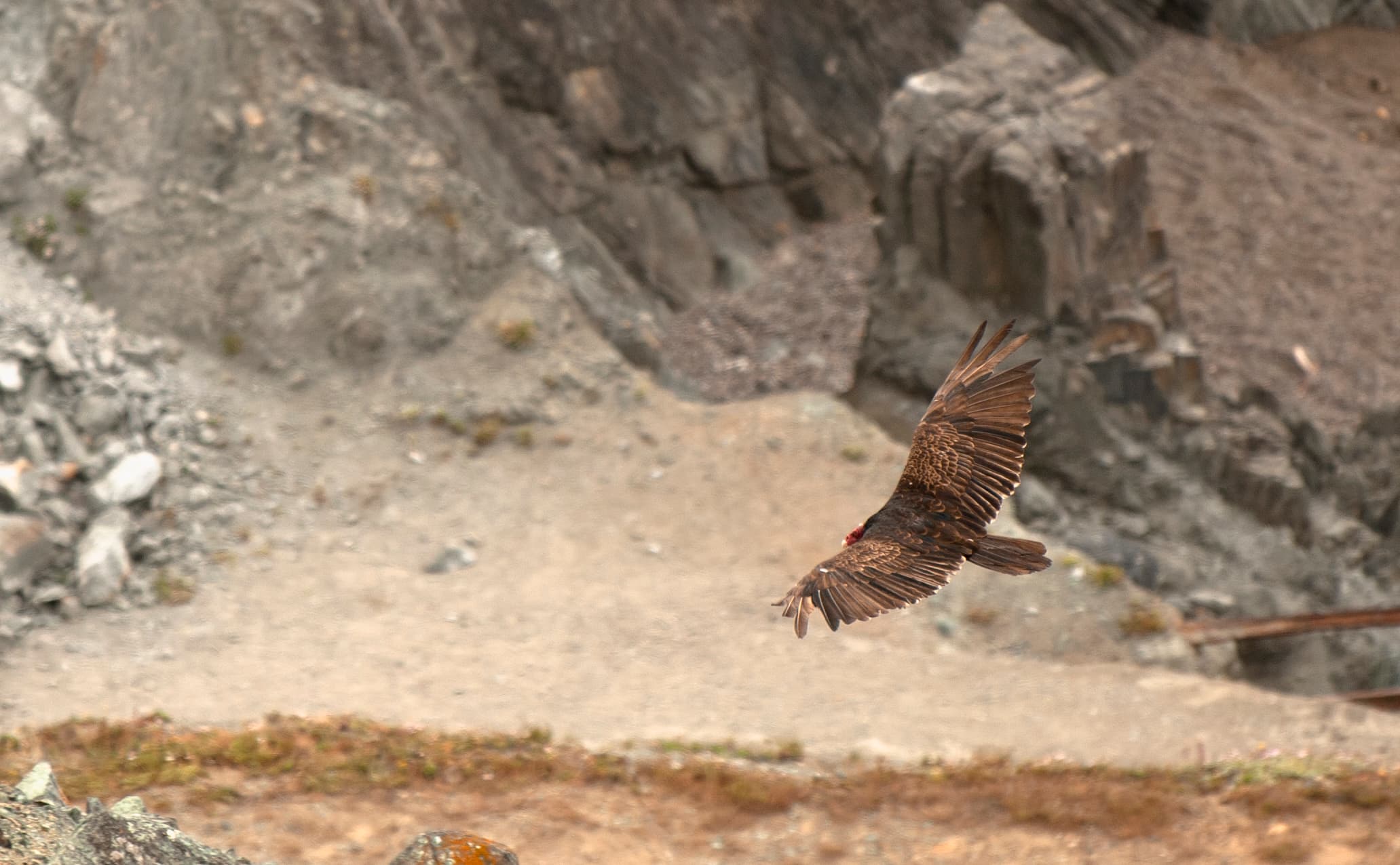 09 condor