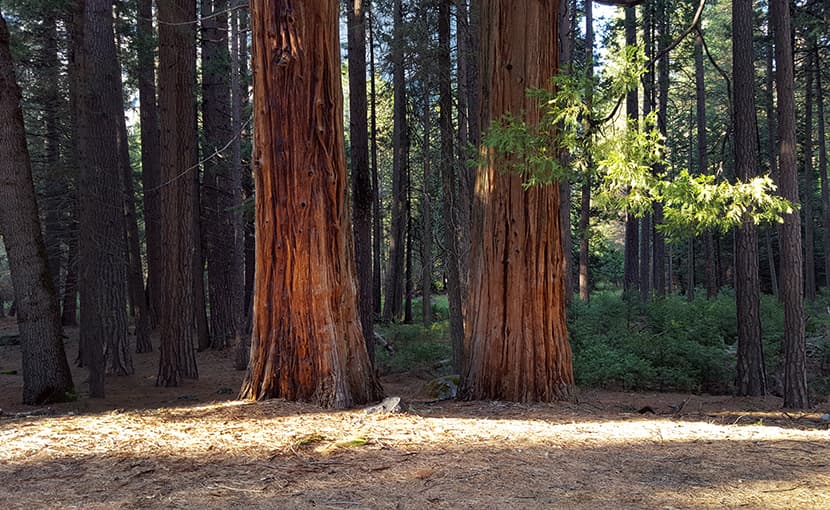 redwoods
