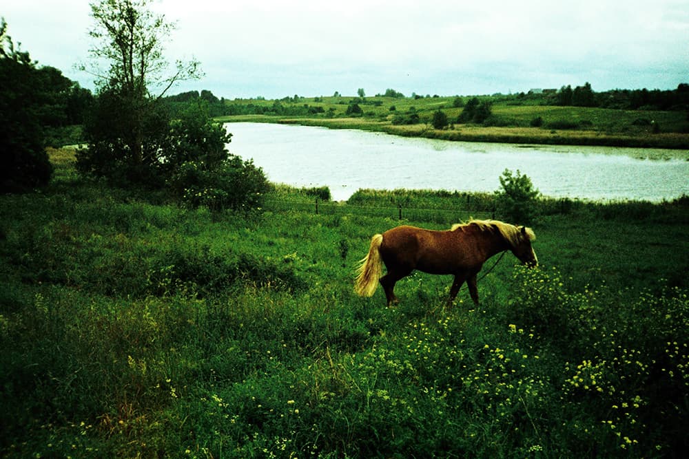 horse lake