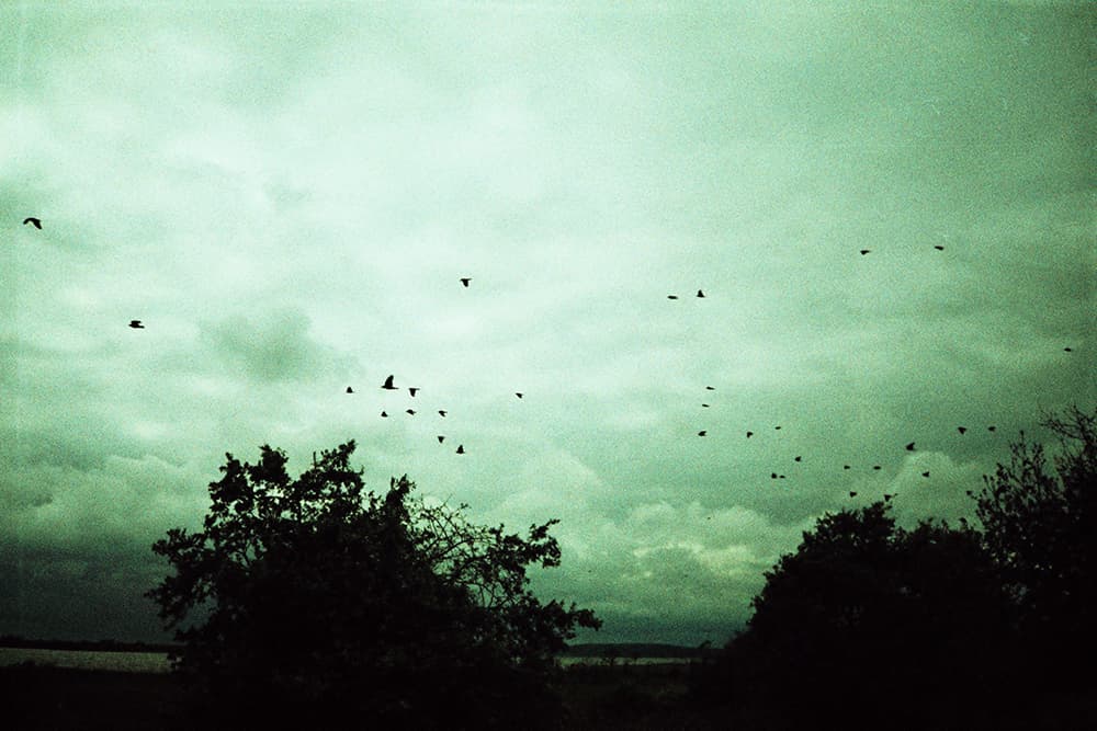 sky birds