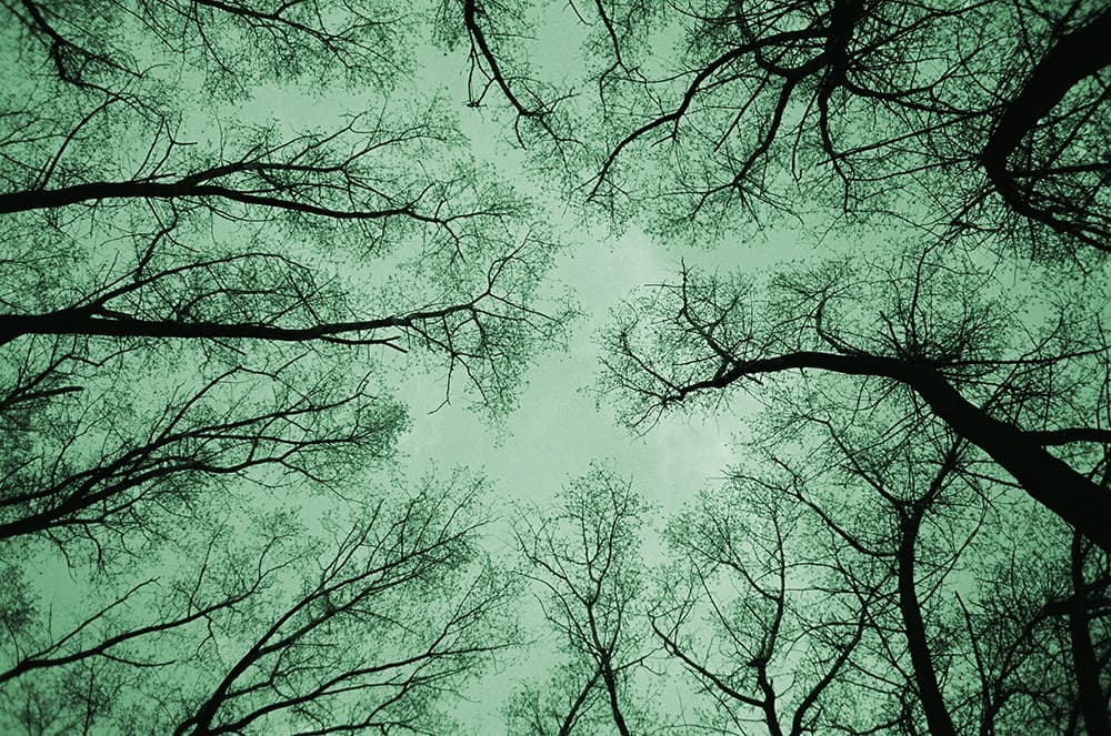 trees