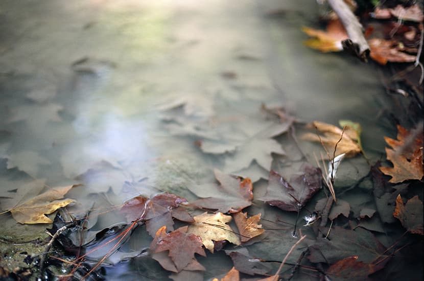 leaves