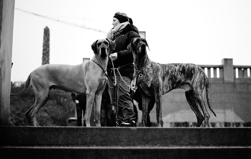 oslo dogs